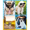 Lewondr Small Dog Decorations Sunglasses UV Protection Goggles Eye Wear Protection with Adjustable Strap Waterproof Pet Sunglasses for Dogs Pet Sun Gl